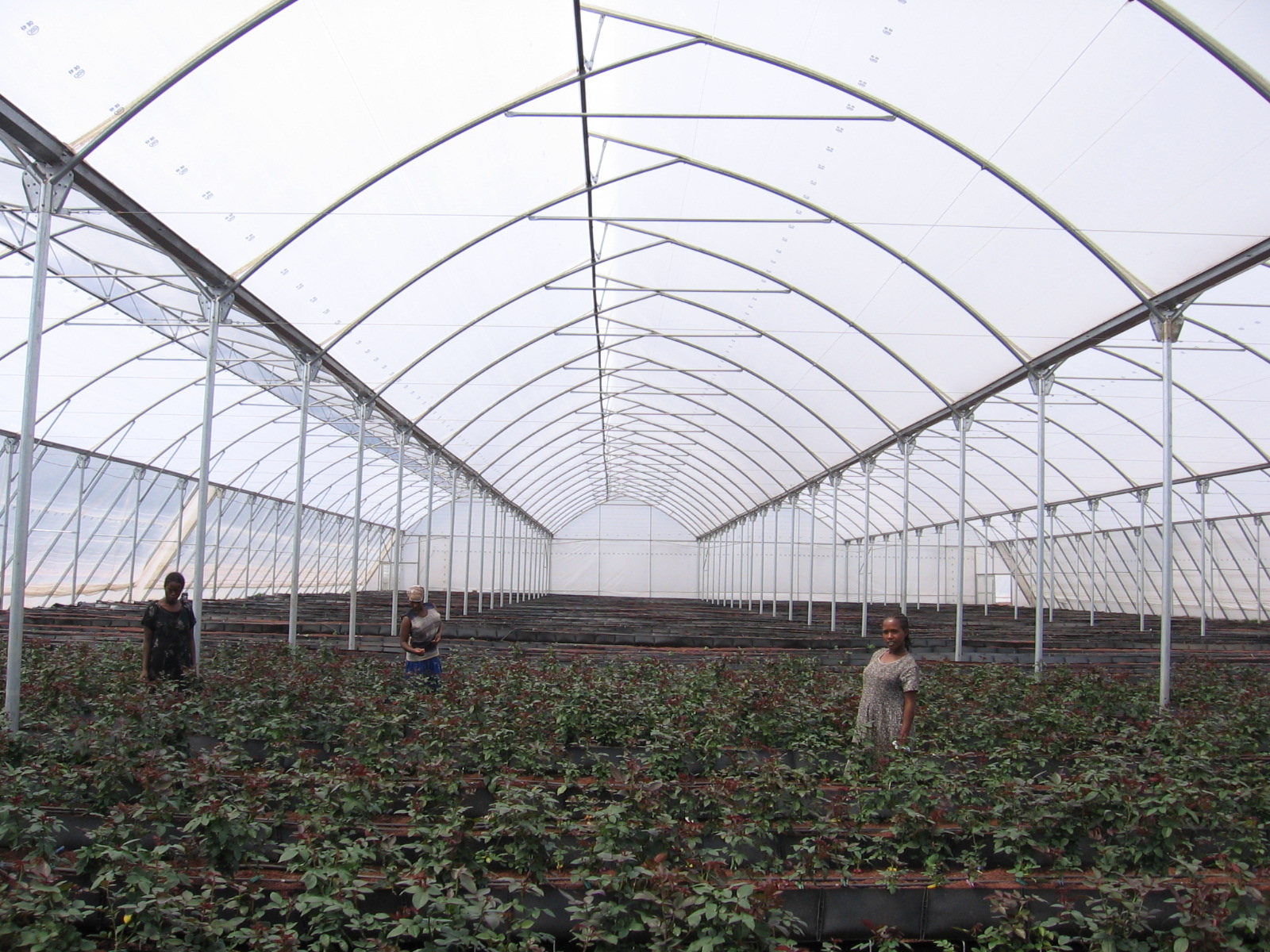 Greenhouse Ethiopia